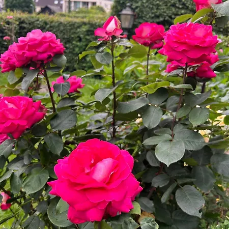 Lejlighed Haus Marianne Am Maar| Schalkenmehren