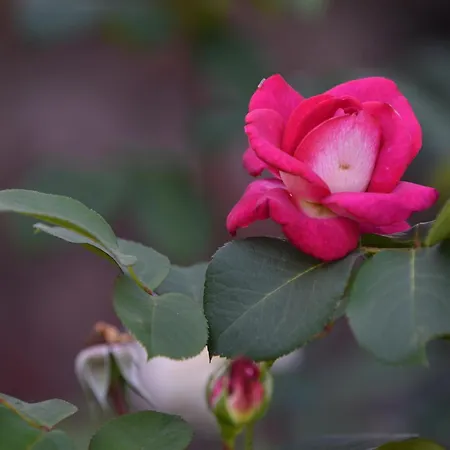 Haus Marianne Am Maar| * Шалькенмерен