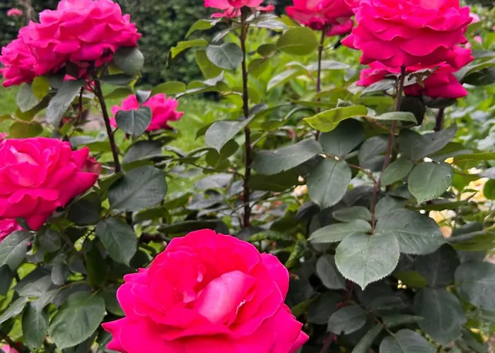 Апартаменты Haus Marianne Am Maar| Шалькенмерен