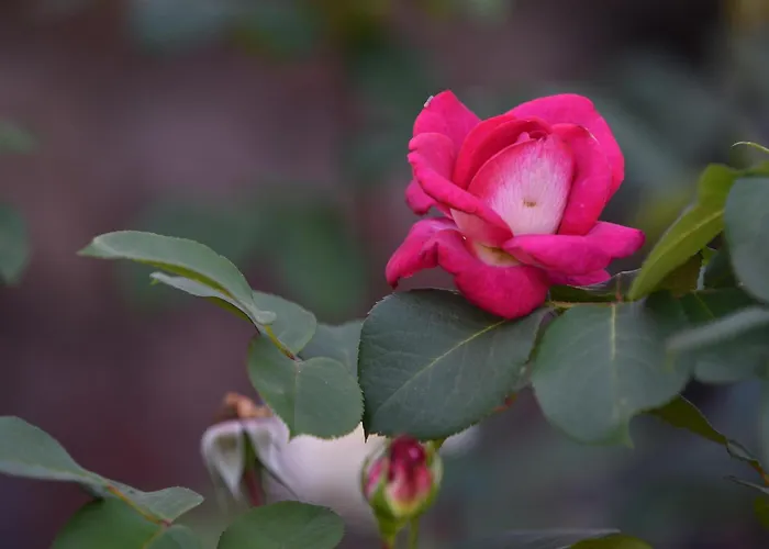 Haus Marianne Am Maar| * Шалькенмерен